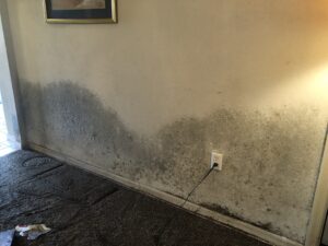 Mold colonies on drywall