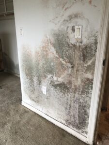 Mold colonies on drywall