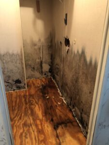 Water damage & Mold colonies on wood subfloor and drywall